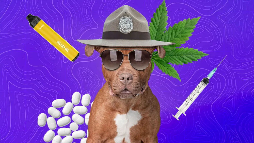 The Science Of Sniffing: How Drug Dogs Detect Contraband