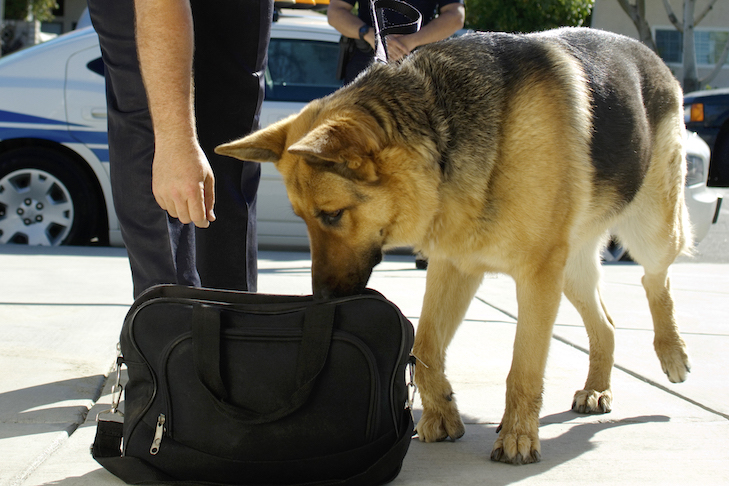 How Drug Sniffing Dogs Work