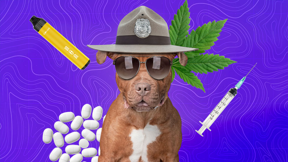 The Science Of Sniffing: How Drug Dogs Detect Contraband