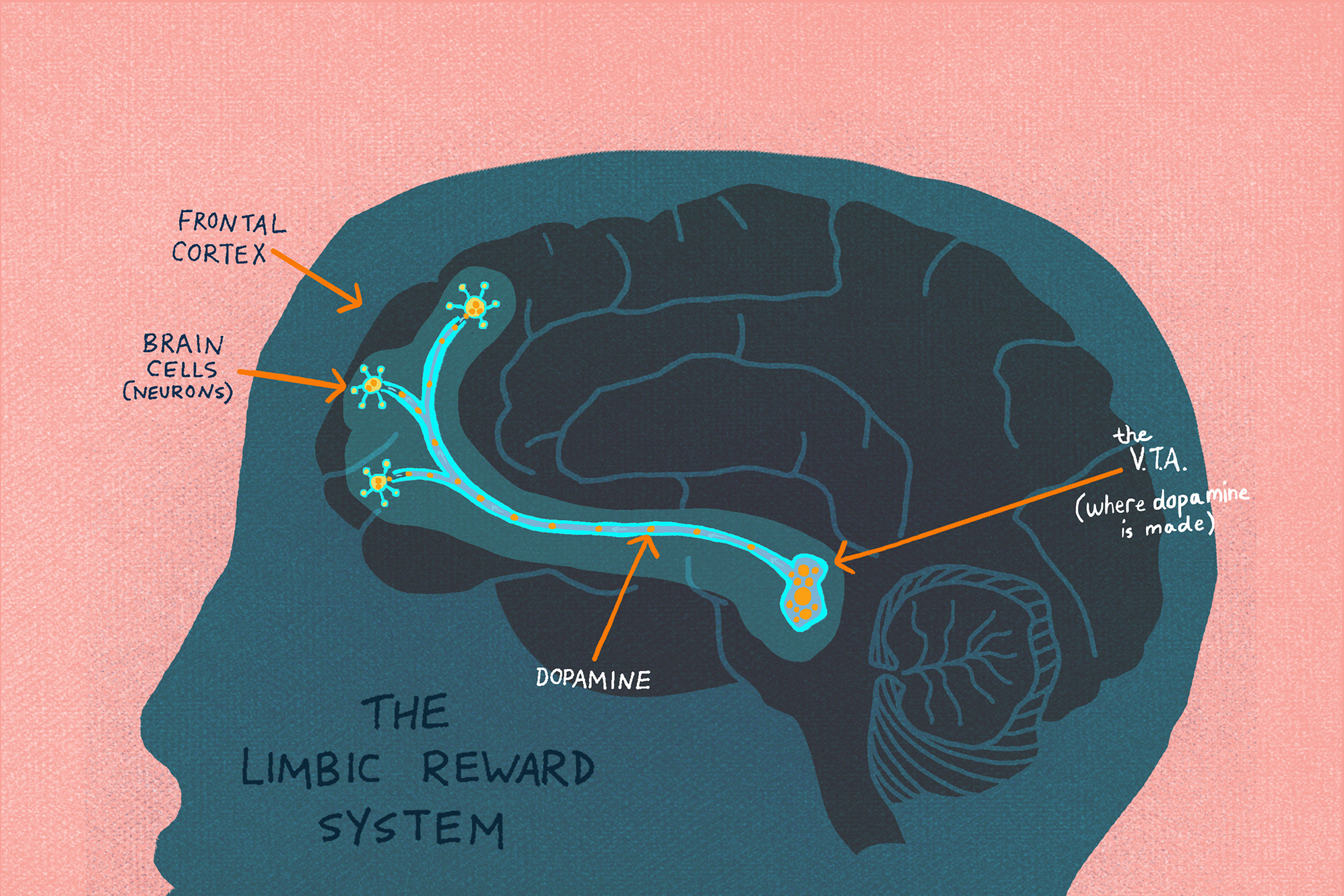 fear hunger and heroin effects on the brain and the human experience_a4111284 b1f7 4c2a a80d a17a409604a0