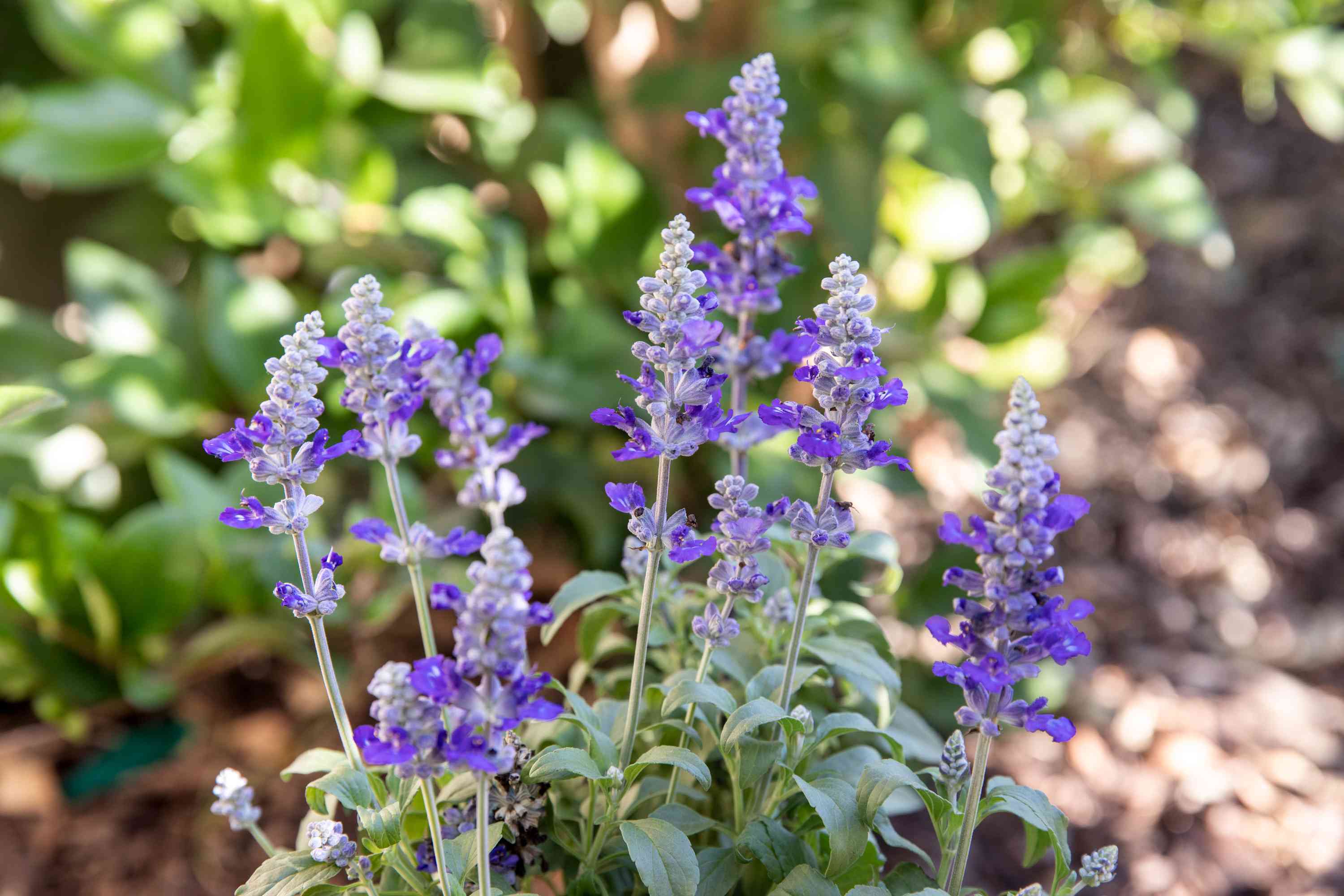 just was salvia can do when users chew or smoke its leaves_3ec4417b 0d37 49b1 80c6 7907360cad41