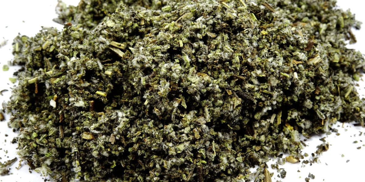 just was salvia can do when users chew or smoke its leaves_77f92ef3 87e7 42ca a3d2 9b68bfc5dcc7