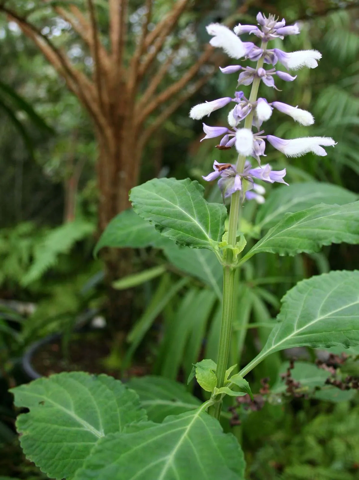 just was salvia can do when users chew or smoke its leaves_b6ffc0b1 e86c 4d1a 87d2 d99cf4fd5571