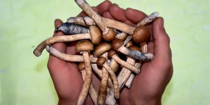 the journey with magic mushrooms trip duration system clearance and addiction risks_18755148 c563 4c96 9113 fcbfaa000971
