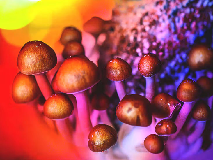 the journey with magic mushrooms trip duration system clearance and addiction risks_2b16738d 5dc7 4b67 8336 8d84766727f3