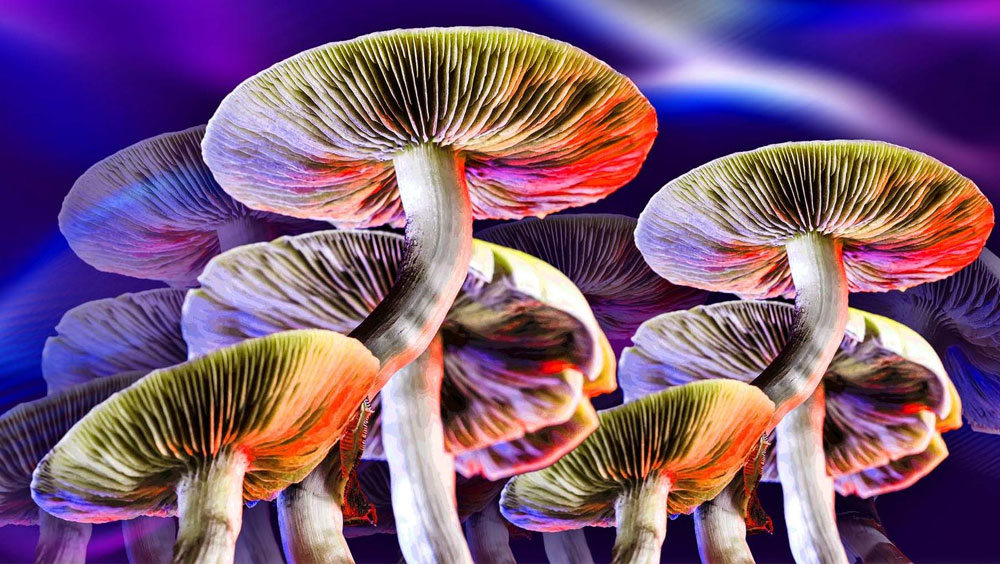 The Journey With Magic Mushrooms: Trip Duration, System Clearance, And Addiction Risks