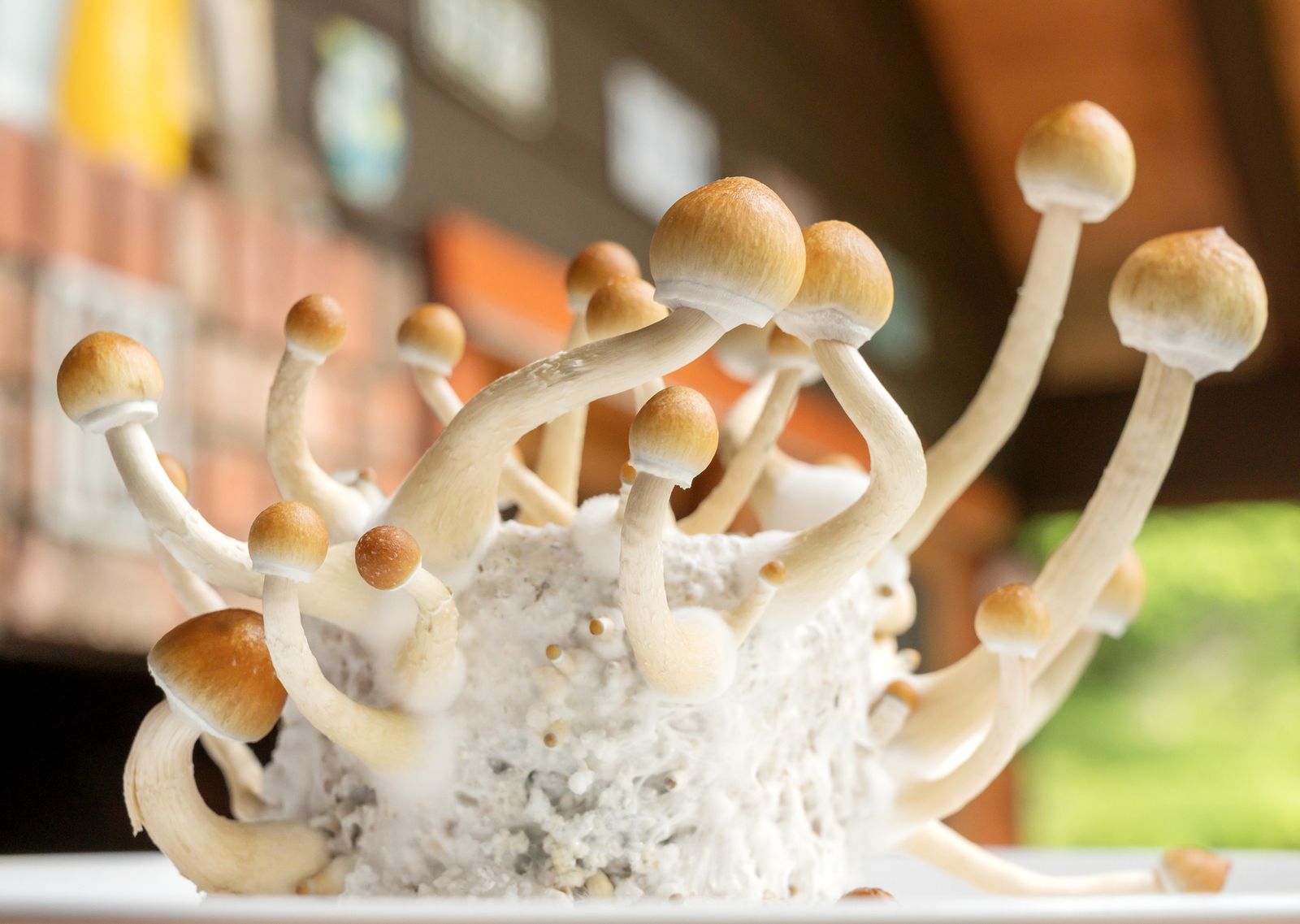 the journey with magic mushrooms trip duration system clearance and addiction risks_83e4004b b4f8 4b88 a7be cdf26999c39f