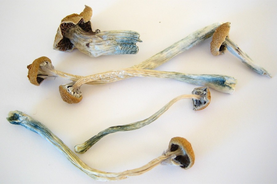 the journey with magic mushrooms trip duration system clearance and addiction risks_c281b25e cf10 40d4 b29a e8d8fc3ba0c2