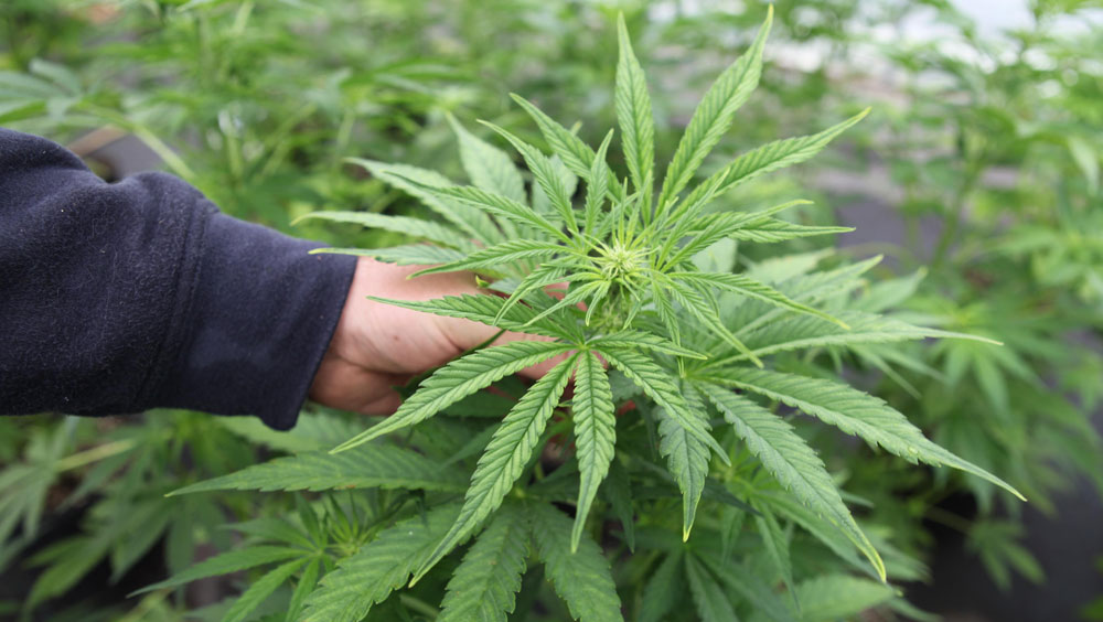 Addiction To Marijuana